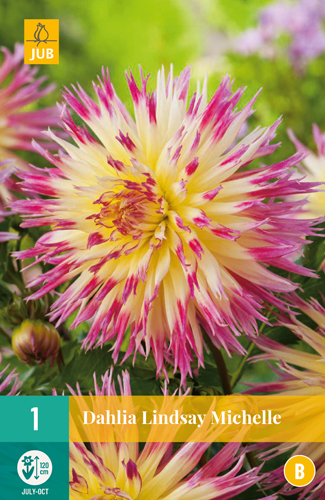 DÁLIA (GEORGÍNA) LINDSAY MICHELLE - 1 ks