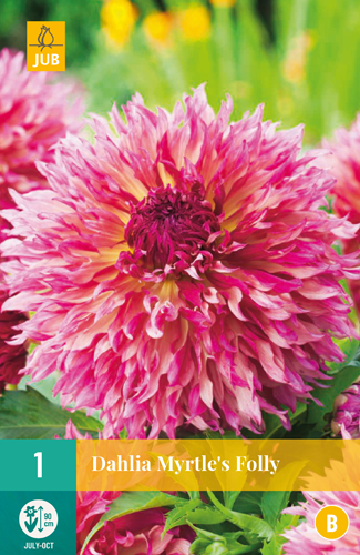 DÁLIA MYRTLE'S FOLLY počet kusov: 1