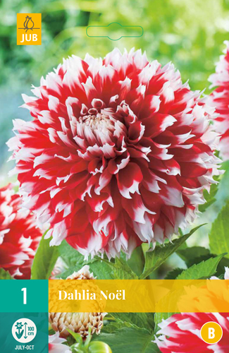 DÁLIA (GEORGÍNA) NOËL - 1 ks