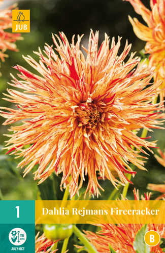 DÁLIA REJMANS FIRECRACKER počet kusov: 1