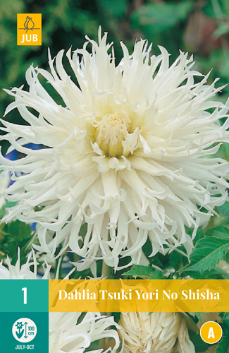 DÁLIA (GEORGÍNA) TSUKI YORI NO SHISHA - 1 ks