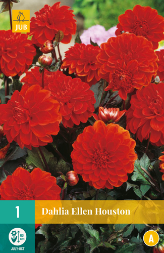 DÁLIA ELLEN HOUSTON pocet kusov: 1