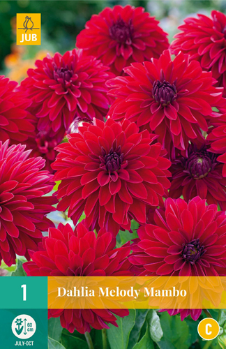 DÁLIA (GEORGÍNA) MELODY MAMBO - 1 ks