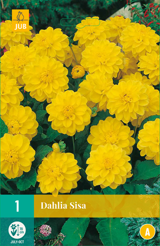 DÁLIA (GEORGÍNA) SISA - 1 ks