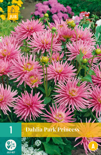 DÁLIA (GEORGÍNA) PARK PRINCESS - 1 ks