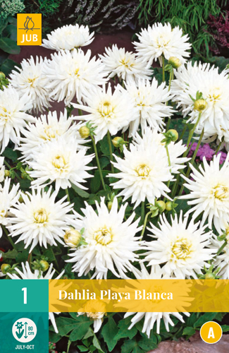 DÁLIA (GEORGÍNA) PLAYA BLANCA - 1 ks