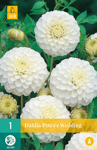 DÁLIA PETRA'S WEDDING 1 kus