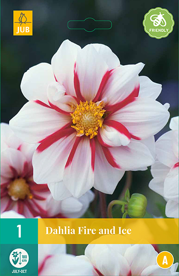 DÁLIA FIRE AND ICE 1 kus