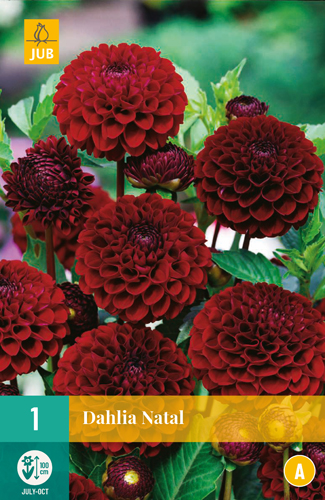 DÁLIA NATAL pocet kusov: 1