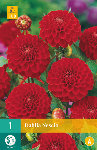 DÁLIA NESCIO pocet kusov: 1