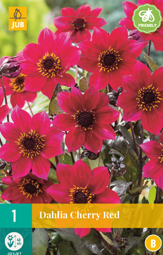 DÁLIA (GEORGÍNA) CHERRY RED - 1 ks