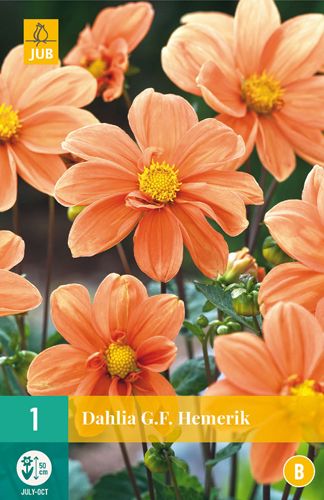 DÁLIA (GEORGÍNA) G.F.HEMERIK - 1 ks