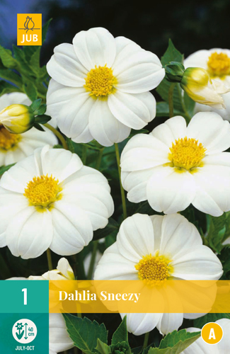 DÁLIA (GEORGÍNA) SNEEZY - 1 ks