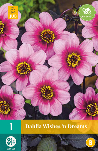 DÁLIA (GEORGÍNA) WISHES N DREAMS - 1 ks