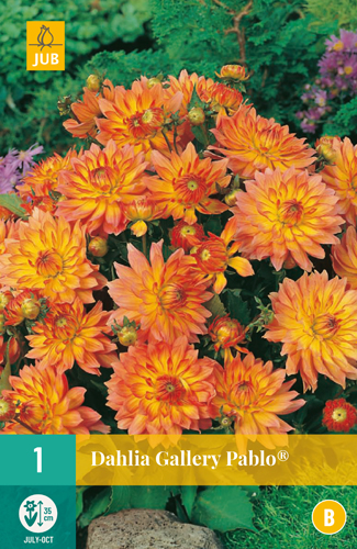 DÁLIA PABLO® počet kusov: 1