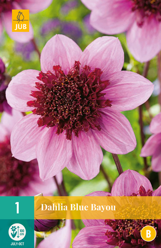 DÁLIA (GEORGÍNA) BLUE BAYOU - 1 ks