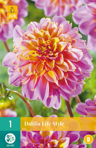 DÁLIA LIFE STYLE pocet kusov: 1