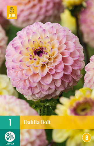 DÁLIA (GEORGÍNA) BOLT - 1 ks