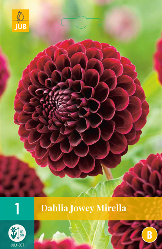 DÁLIA JOWEY MIRELLA počet kusov: 1