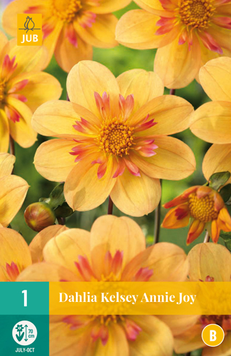 DÁLIA (GEORGÍNA) KELSEY ANNIE JOY - 1 ks