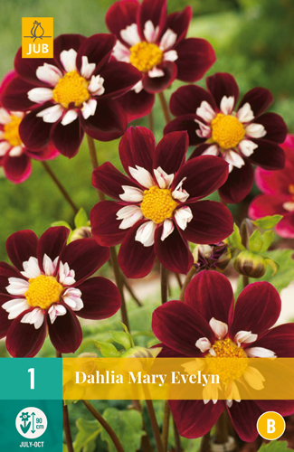 DÁLIA (GEORGÍNA) MARY EVELYN - 1 ks