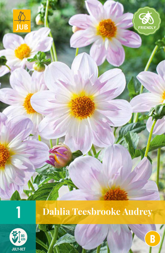 DÁLIA (GEORGÍNA) TEESBROOKE AUDREY - 1 ks