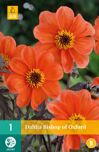 DÁLIA BISHOP OF OXFORD počet kusov: 1
