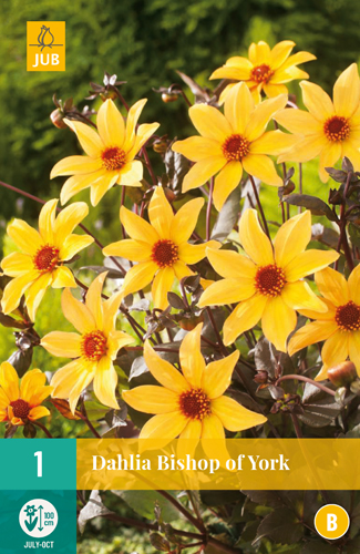 DÁLIA (GEORGÍNA) BISHOP OF YORK - 1 ks