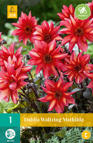 DÁLIA (GEORGÍNA) WALTZING MATHILDA - 1 ks