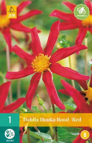 DÁLIA (GEORGÍNA) HONKA RED - 1 ks