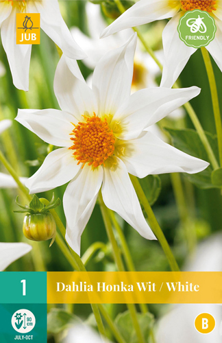 DÁLIA (GEORGÍNA) HONKA WHITE - 1 ks