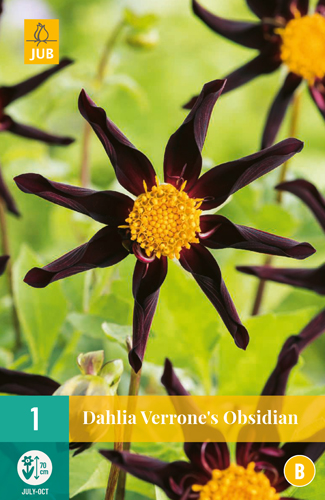 DÁLIA (GEORGÍNA) VERRONES OBSIDIAN - 1 ks