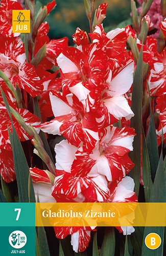 GLADIOLY ZIZANIE 7 kusov