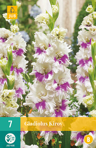 GLADIOLY KIROV 7 kusov