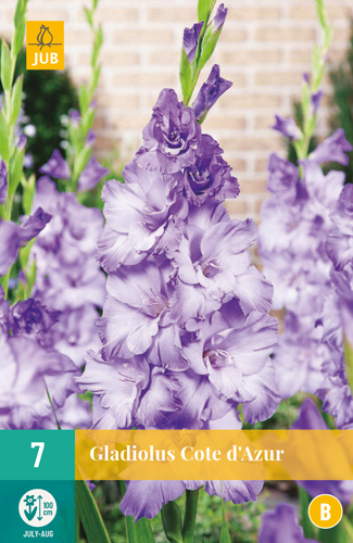Gladiola COTE D'AZUR počet kusov: 7
