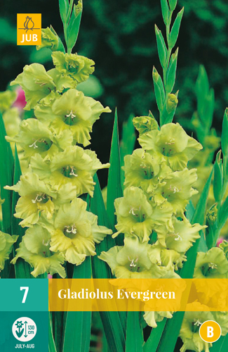 Gladiola EVERGREEN počet kusov: 7