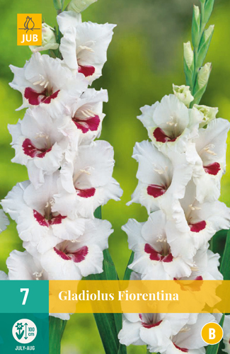 GLADIOLY FIORENTINA - 7 ks
