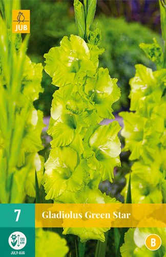 GLADIOLY GREEN STAR - 7 ks