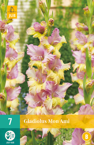 Gladiola MON AMI počet kusov: 7