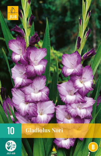Gladiola NORI pocet kusov: 10