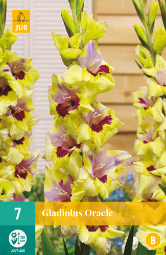 Gladiola ORACLE počet kusov: 7