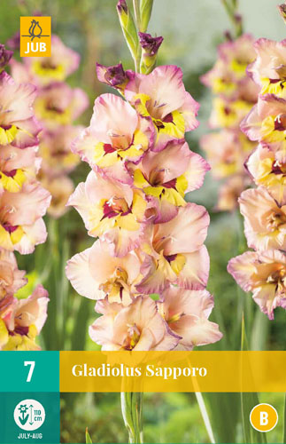 GLADIOLY SAPPORO - 7 ks
