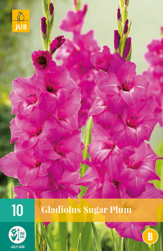Gladiola SUGAR PLUM počet kusov: 10