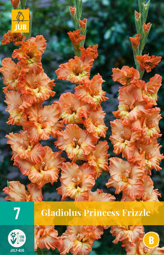 Gladiola PRINCESS FRIZZLE počet kusov: 7