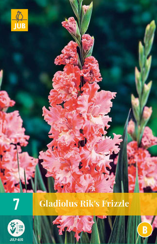 GLADIOLY RIKS FRIZZLE - 7 ks
