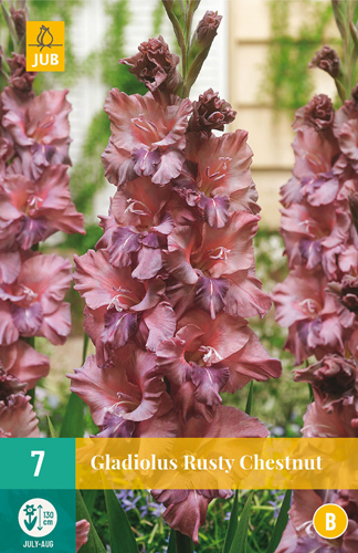 GLADIOLY RUSTY CHESTNUT - 7 ks 