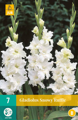 Gladiola SNOWY RUFFLE počet kusov: 7