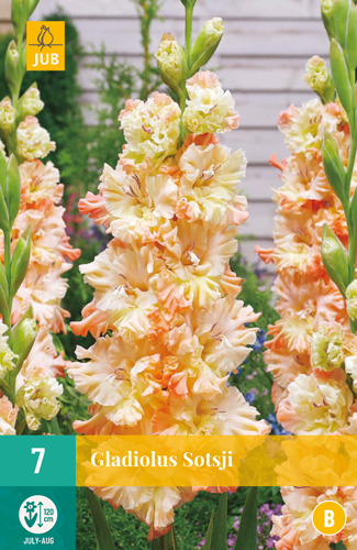 Gladiola SOTSJI počet kusov: 7
