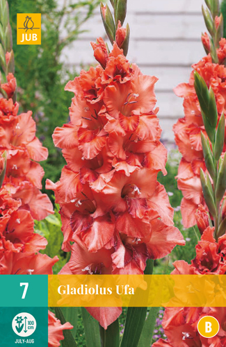 Gladiola UFA počet kusov: 7