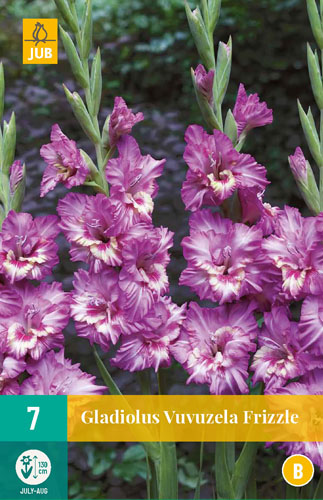Gladiola VUVUZELA FRIZZLE počet kusov: 7